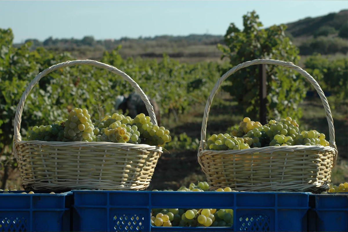 Bozcaada'da Bağ Bozumu ve Şarap Rotaları
